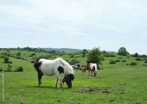 ponies in the pastures of the Sierras de Urbasa and Andia, Navarra, Spain © jordi
