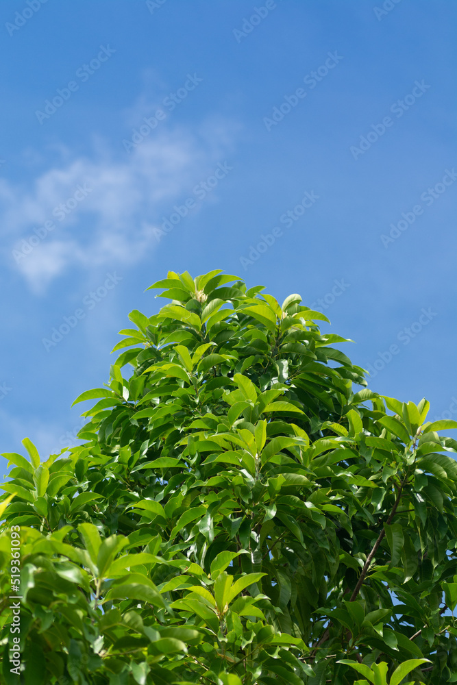 White champaca or white sandalwood tree on blue sky. White champaca or white sandalwood tree on blue sky.