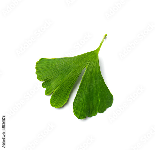 Ginkgo Biloba Leaves