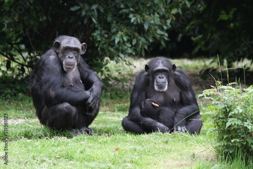 Chimp parents © Megan