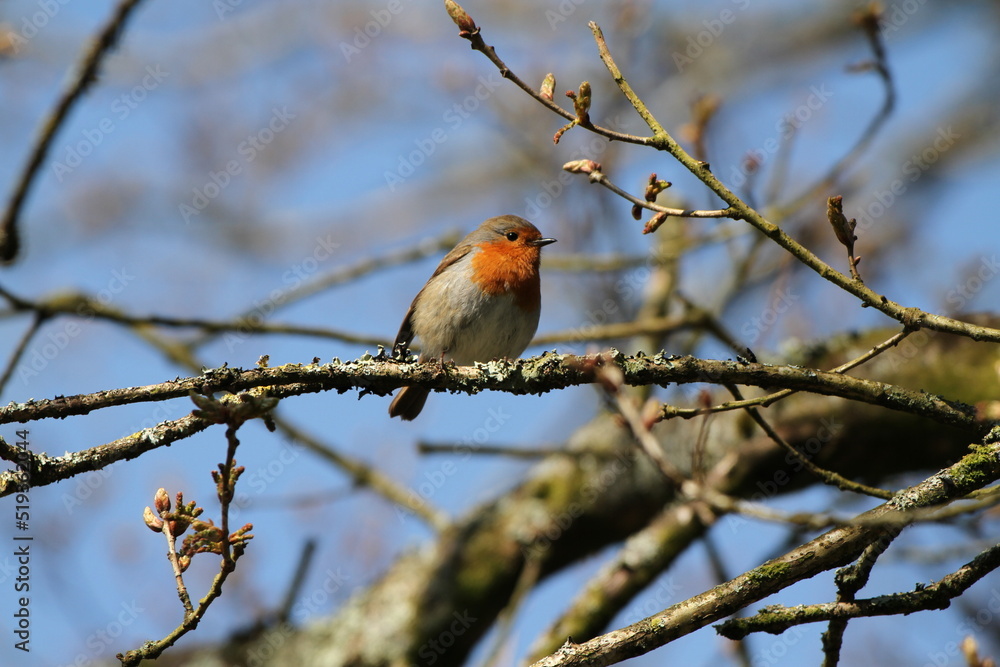 Fototapeta premium robin perched on a branch