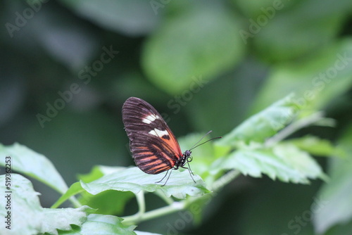 Macro butterfly © Megan