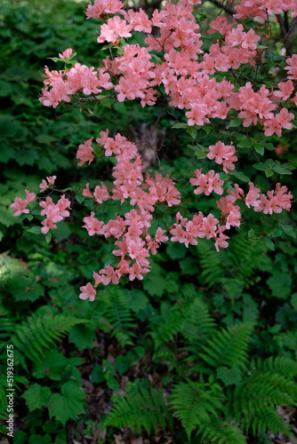 緑の林の中に咲くピンクのツツジの花