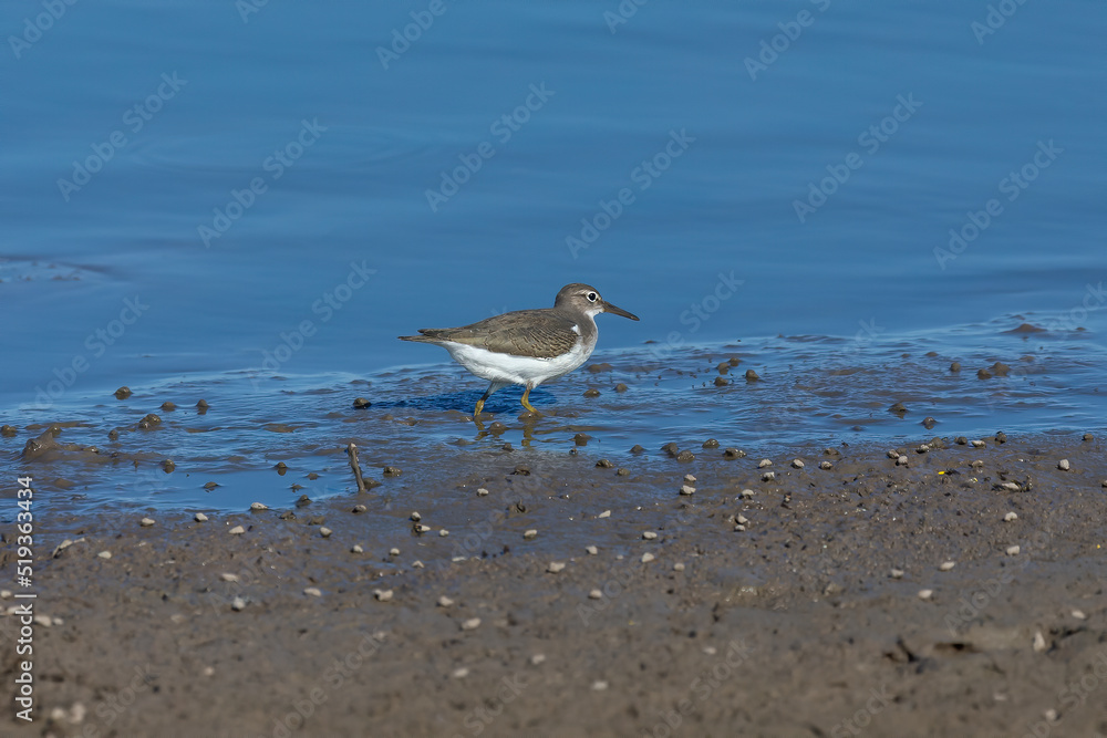 Waders or shorebirds searching for food on the coast and in shallow waters Waders or shorebirds searching for food on the coast and in shallow waters
