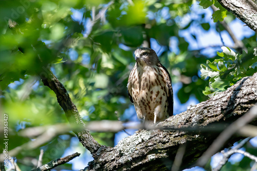 The Red-shouldered Hawk (buteo lineatus), young bird after leaving the nest.