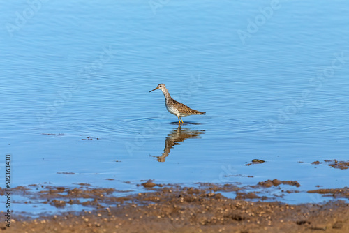 Waders or shorebirds searching for food on the coast and in shallow waters of lake Michigan