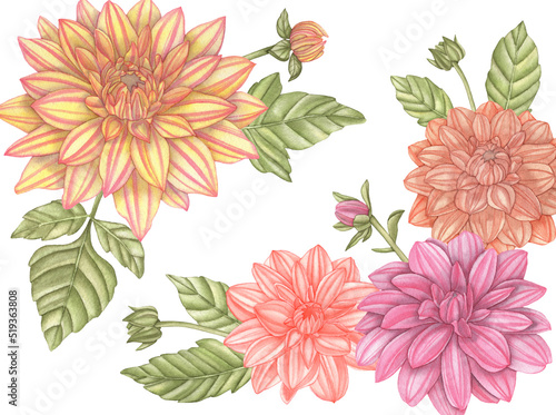 Watercolor illustration with bouquet of dahlia isolated on a white background.
