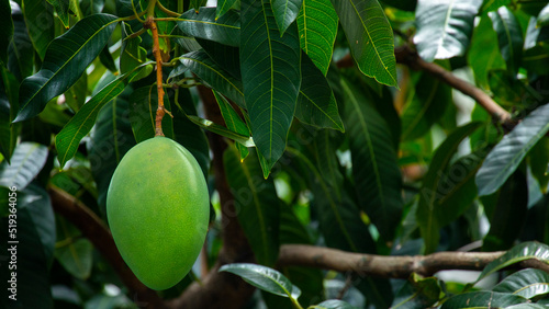 sunshine  mango tree  ripe  mango  fruit