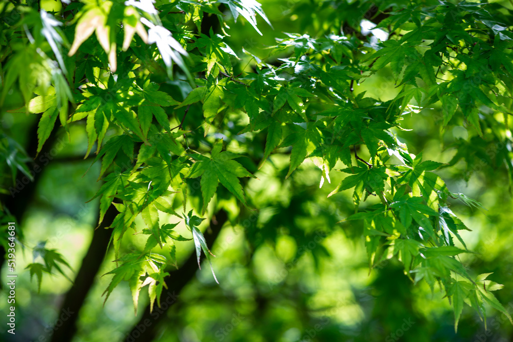 新緑のモミジ
