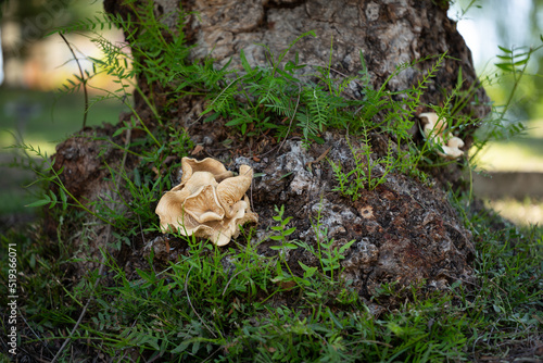 Selective focus of wild mushroom growing on black pepper tree trunk. © CONQUEROR