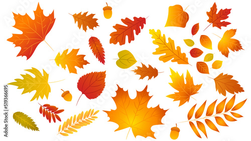 Big set of cute leaves from different kind of trees isolated. Set of colorful autumn leaf oak, maple, rowan and acorns. Realistic cartoon style. Vector illustration. Set of gradient foliage.