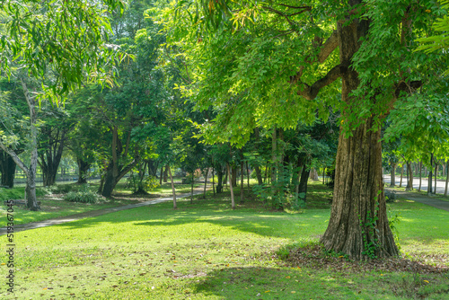 Tree in park at morning air fresh purify