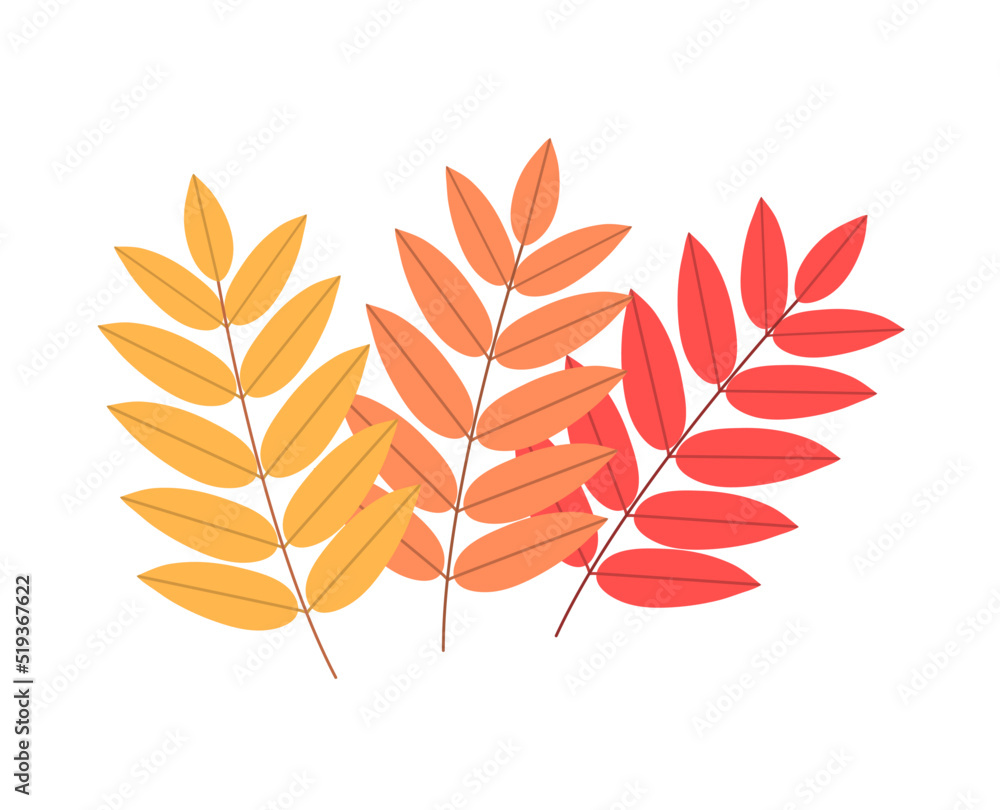 Three colored sprigs of rowan. Autumn tree leaves. Beautiful leaf for design and decoration. Botanical object. Beauty in nature. Flat vector illustration isolated on white background