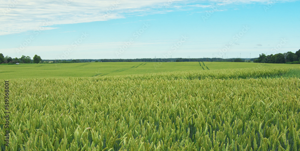 The green ears of cereal crops in the field. Field panorama. The wheat is earing. The green ears of cereal crops in the field. Field panorama. The wheat is earing.
