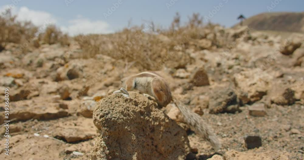 Feeding ground cute squirrels in their natural habitat, National park