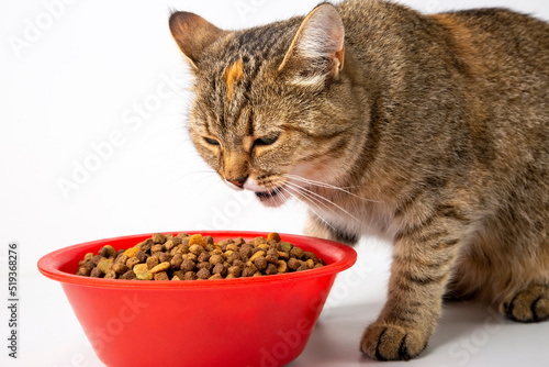 The cat eats dry food from a red bowl. White background.