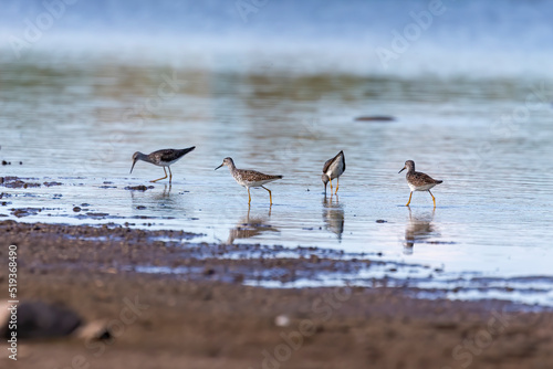 Waders or shorebirds searching for food on the coast and in shallow waters