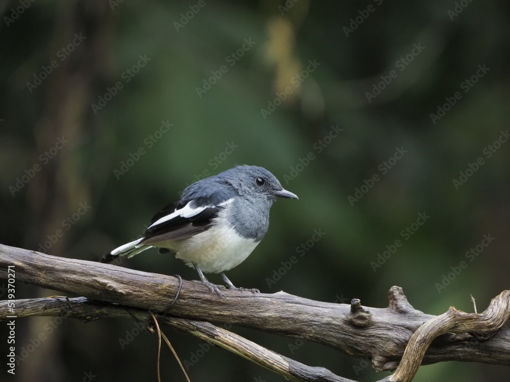 oriental magpie robin sitting on dry twigs. oriental magpie robin sitting on dry twigs.