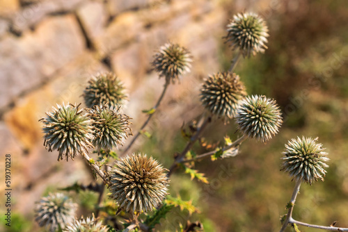 Close up of several thistles outdoors against a blurred background