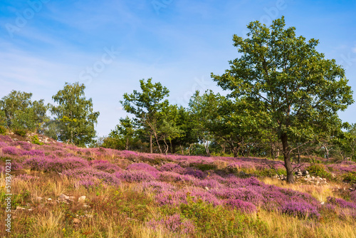 View over the blossoming Neu Bamberg Heath in Rheinhessen Germany with trees in the background