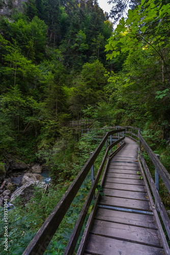 Holzweg mit Brücke, dunkler Waldweg zwischen Birken, Eichen, Ahorn und Fichten, gesäumt von verschiedenen Waldblumen und Sträuchern. Sonnenstrahlen brechen durch das Blätterdach ins Tal © Dieter