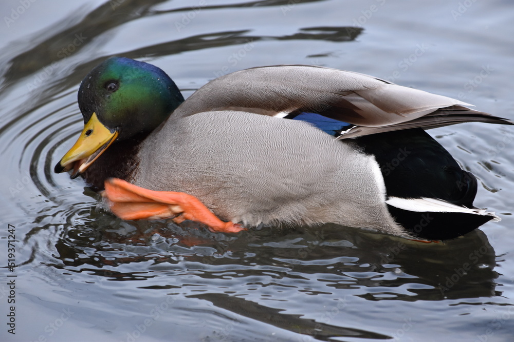 Obraz premium duck on the water, Kilkenny Castle Park, Ireland