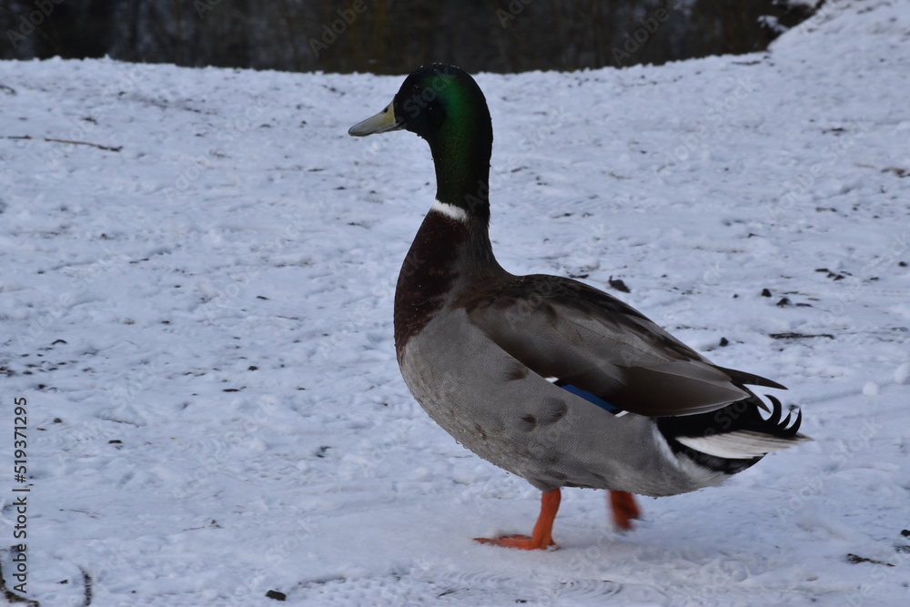 duck on the water, Kilkenny Castle Park, Ireland duck on the water, Kilkenny Castle Park, Ireland