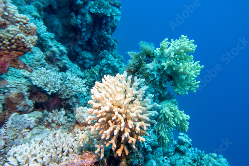 Colorful coral reef at the bottom of tropical sea  white finger coral  underwater landscape