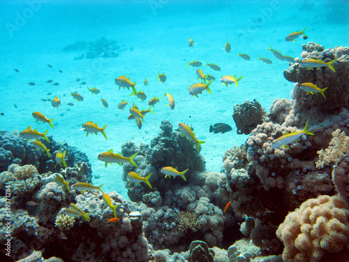 Coral reef at the bottom of sandy tropical sea with exotic fishes, underwater landscape
