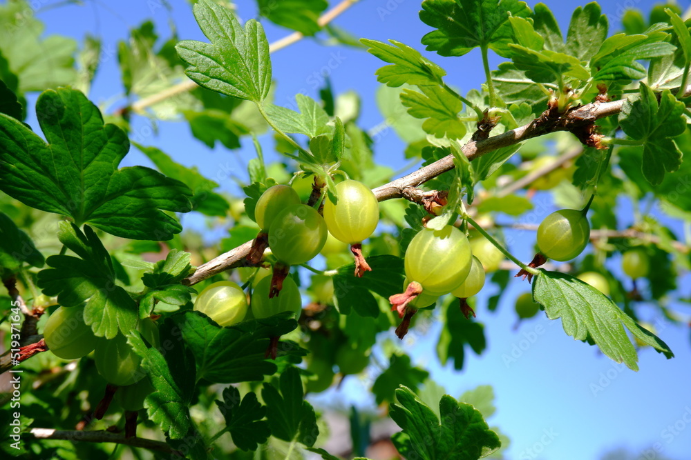 Fresh green gooseberries on a branch in the garden.A bush with green berries grows in the garden.The concept of growing and caring for agriculture, agronomy, breeding, vegetarianism, vitamin C Fresh green gooseberries on a branch in the garden.A bush with green berries grows in the garden.The concept of growing and caring for agriculture, agronomy, breeding, vegetarianism, vitamin C