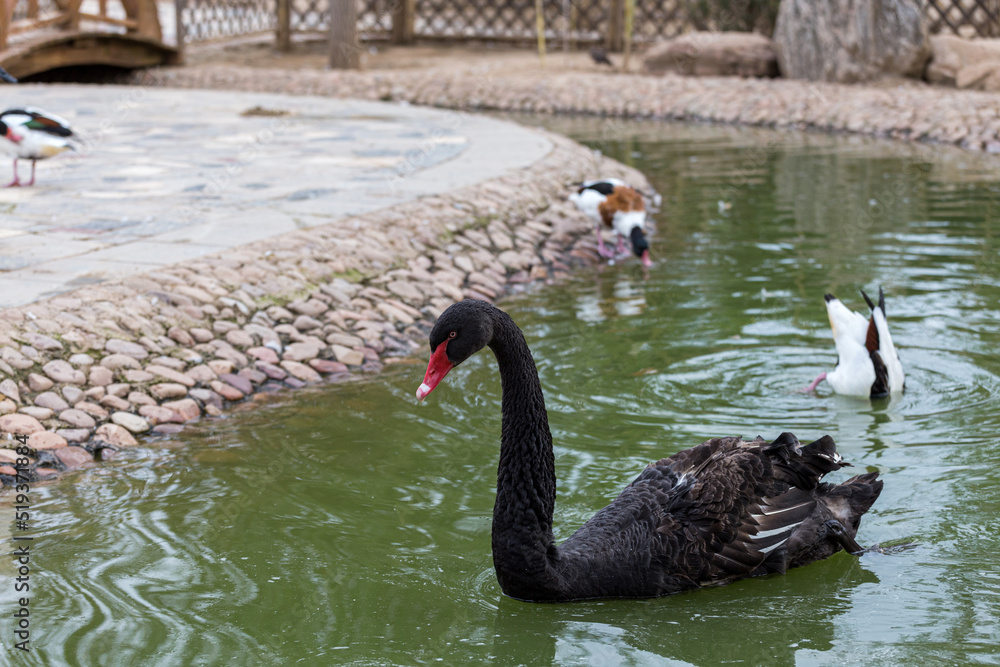 Obraz premium Black swans in the lake