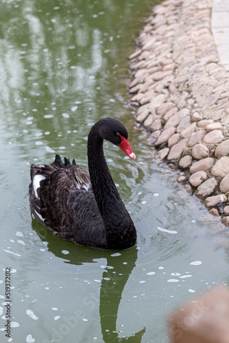 Black swans in the lake