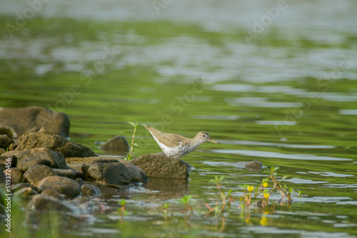 great crested grebe