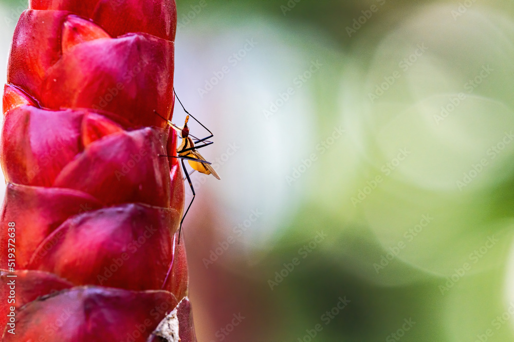 Close up and selective focus of a insect on Indian Head Ginger Flower (or Costus spicatus, spiked spiral flag ginger ) Close up and selective focus of a insect on Indian Head Ginger Flower (or Costus spicatus, spiked spiral flag ginger )