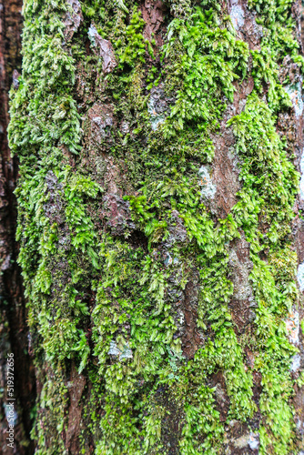 Close up of a pine tree trunk in a forest 