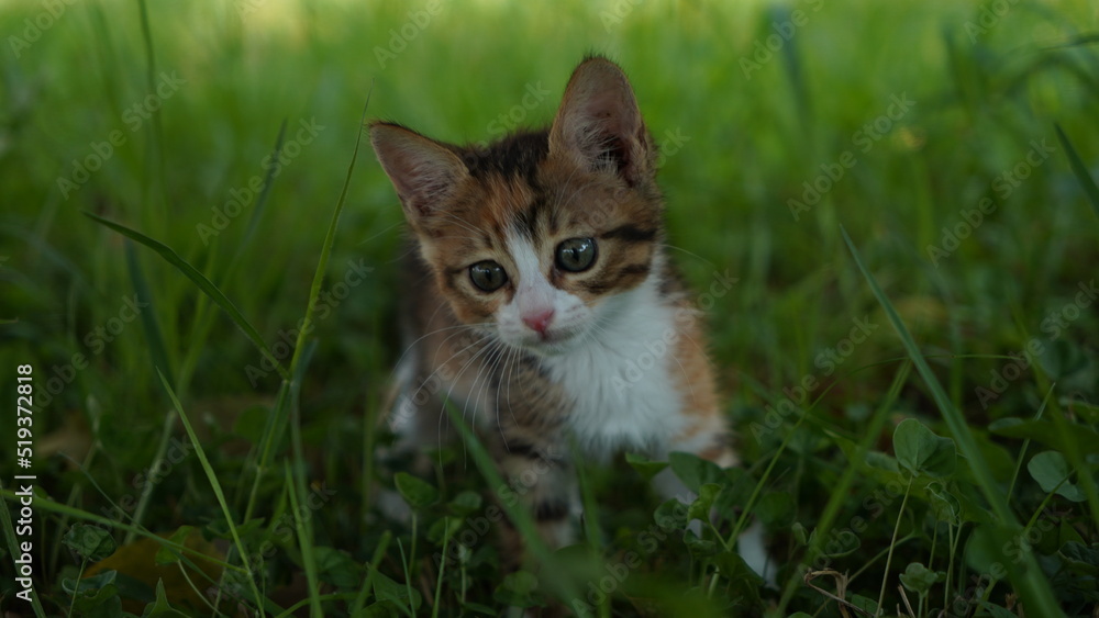 a cat in grass