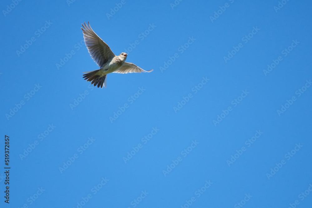 Fototapeta premium Singende Feldlerche im Flug