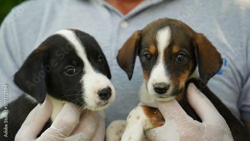 puppies in hands