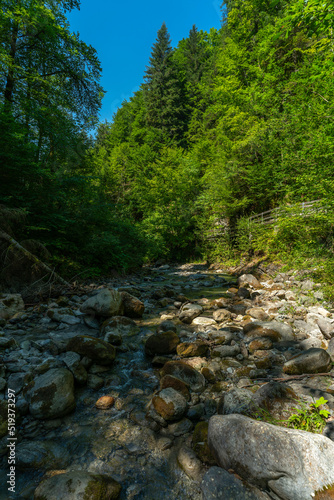 Wie im Urwald: der Bach Alvier schlängelt sich durch das enge Tal zwischen Steinen und Felsblöcken hindurch, an steilen Abhängen mit Gebüsch und Bäumen bewachsen. Die Sonne beleuchtet die Vegetation