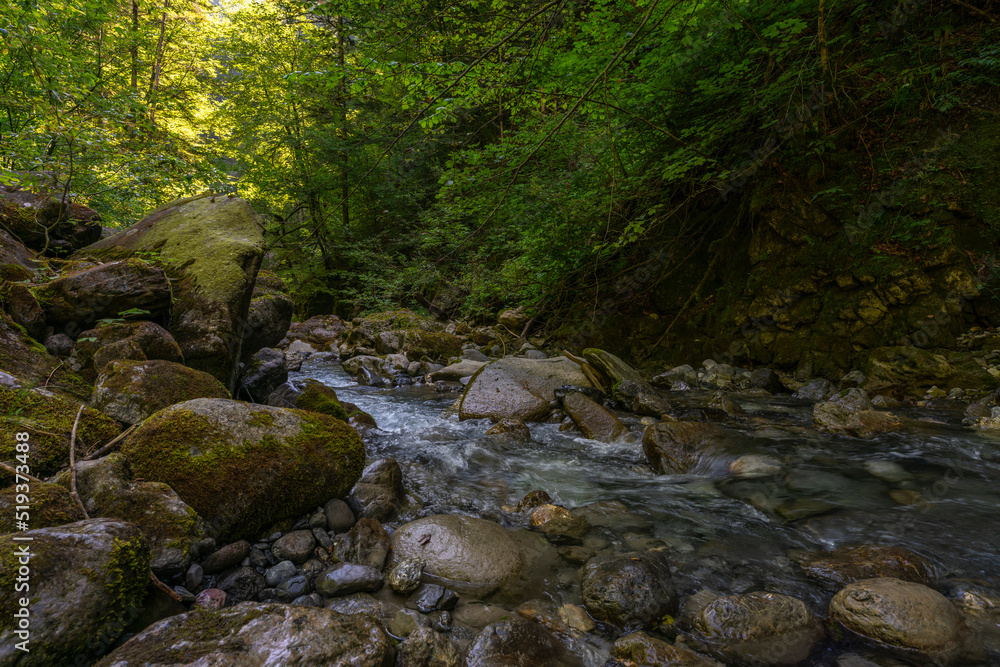 Wie im Urwald: der Bach Alvier schlängelt sich durch das enge Tal zwischen Steinen und Felsblöcken hindurch, an steilen Abhängen mit Gebüsch und Bäumen bewachsen. Die Sonne beleuchtet die Vegetation Wie im Urwald: der Bach Alvier schlängelt sich durch das enge Tal zwischen Steinen und Felsblöcken hindurch, an steilen Abhängen mit Gebüsch und Bäumen bewachsen. Die Sonne beleuchtet die Vegetation