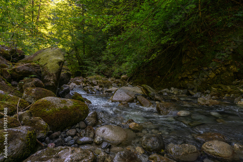 Wie im Urwald: der Bach Alvier schlängelt sich durch das enge Tal zwischen Steinen und Felsblöcken hindurch, an steilen Abhängen mit Gebüsch und Bäumen bewachsen. Die Sonne beleuchtet die Vegetation