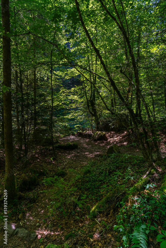 Bank für eine Pause auf der Wanderung durch die Bürserschlucht. im Schatten der tiefen Schlucht und den vielen Bäumen und Büschen steht eine Holzbank und lädt zur Erholung ein. Bank für eine Pause auf der Wanderung durch die Bürserschlucht. im Schatten der tiefen Schlucht und den vielen Bäumen und Büschen steht eine Holzbank und lädt zur Erholung ein.