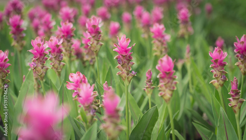 pink flowers in nature  sweet background  blurry flower background  light pink siam tulip flowers field.