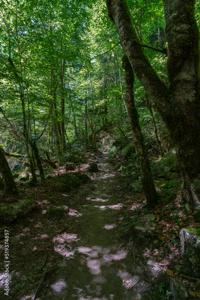 Obraz premium Weg durch den Wald, Fußweg zwischen Bäumen in einem Mischwald. Bäume stehen auf bewachsenen Felsen im Märchenland. wunderschöne Bürserschlucht mit zauberhaften Plätzen, lichtdurchflutet