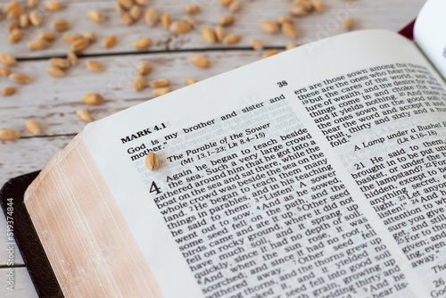 Wheat seed on an open Holy Bible Book with many grains in the background. The parable of the sower, Jesus Christ's teaching of bearing spiritual fruit. Christian biblical concept, a closeup. photo