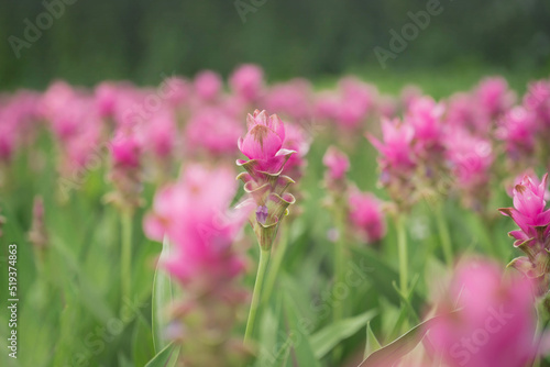 Wallpaper Mural pink flowers in nature, sweet background, blurry flower background, light pink siam tulip flowers field. Torontodigital.ca