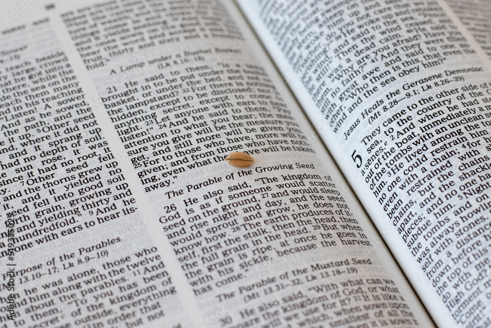 Wheat seed on an open Holy Bible Book, a parable of the growing seed, Mark 4 new testament gospel chapter. A closeup. Christian biblical concept of growing in faith, love, trust in God Jesus Christ. Wheat seed on an open Holy Bible Book, a parable of the growing seed, Mark 4 new testament gospel chapter. A closeup. Christian biblical concept of growing in faith, love, trust in God Jesus Christ.