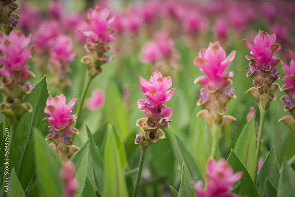 pink flowers in nature, sweet background, blurry flower background, light pink siam tulip flowers field. pink flowers in nature, sweet background, blurry flower background, light pink siam tulip flowers field.