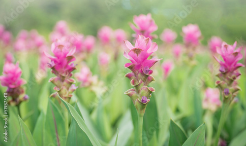 pink flowers in nature, sweet background, blurry flower background, light pink siam tulip flowers field.