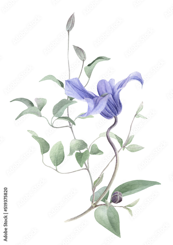 Obraz premium A curly clematis stem with blue clematis flower, buds and leaves hand drawn in watercolor isolated on a white background. Watercolor illustration. Watercolor floral element.